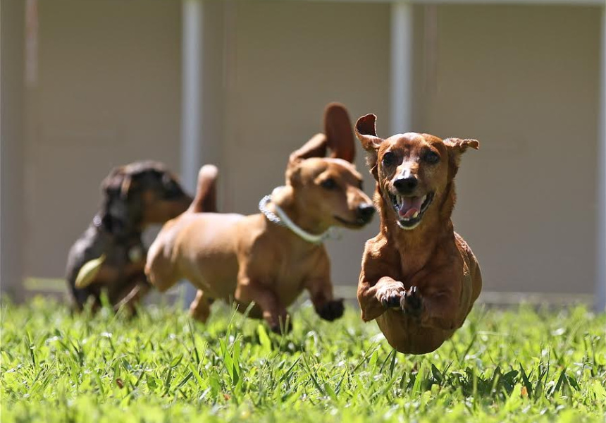 A Short History of Dachshund Races (And What’s Happening at Hoptoberfest)