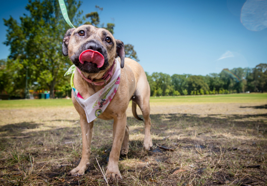 National Pet Adoption Day