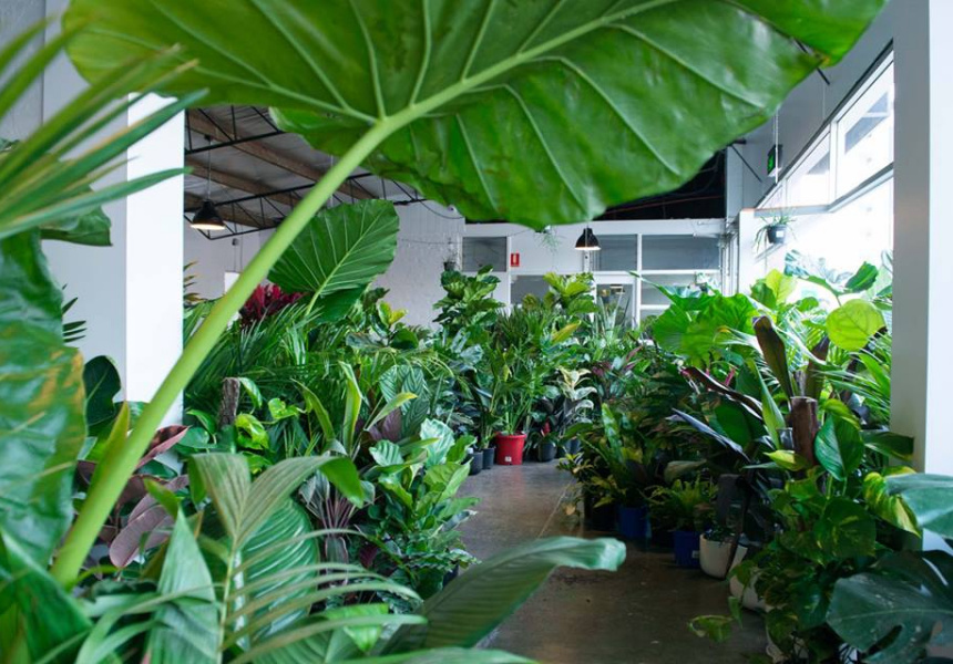 Huge IndoorPlant Warehouse Sale Rumble in the Jungle