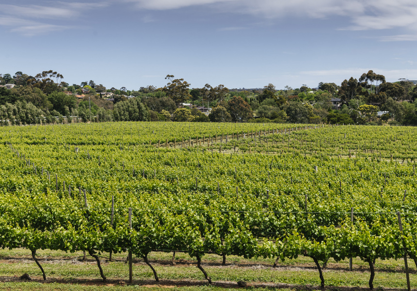 A Guide to Hume City’s Wineries