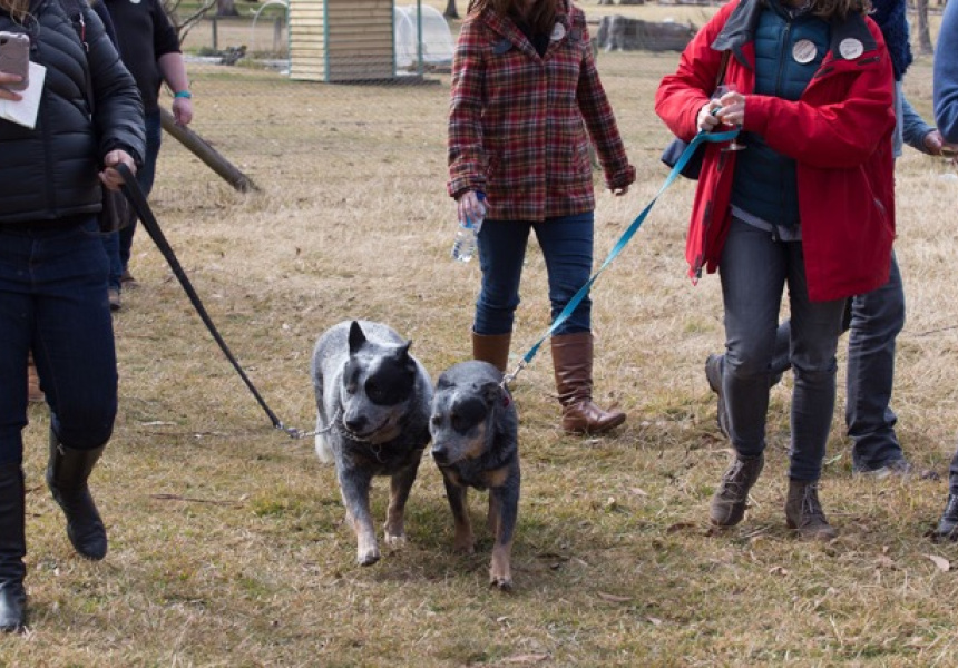 Truffle Hunt in the Southern Highlands