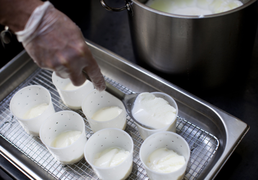 Vincent's Curds and Whey A Lesson in Cheesemaking