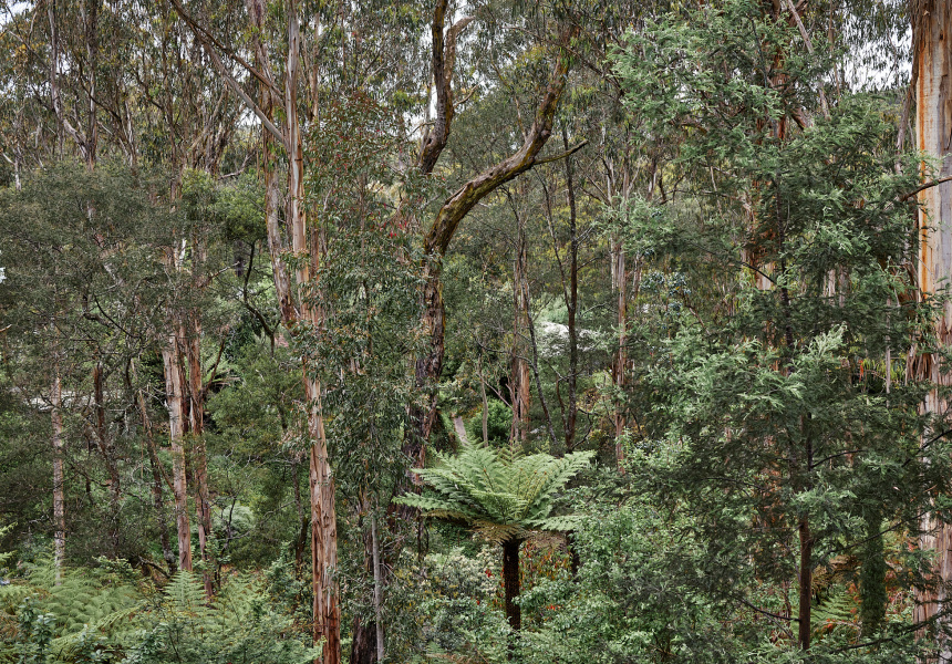 Welcome to Chae: A Tiny Six-Seat Diner Deep in the Dandenong Ranges