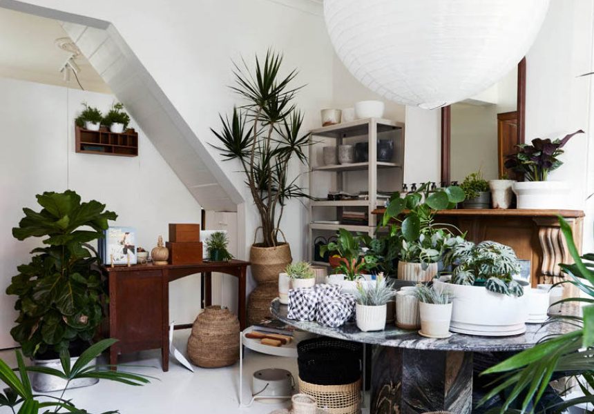 The Plant Society’s First Permanent Sydney Store Is a Lush Terrace of Delight