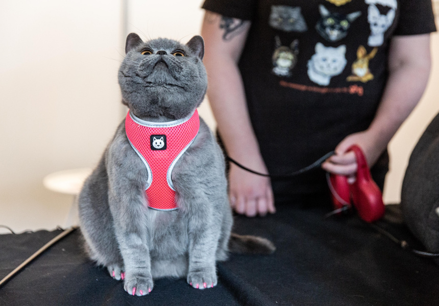 Gallery Cat Lovers Show Melbourne 2018