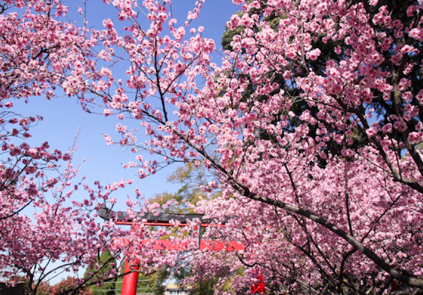 Cherry Blossom Festival at Auburn Botanic Gardens