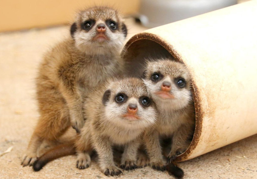 six-new-meerkat-babies-at-taronga-zoo