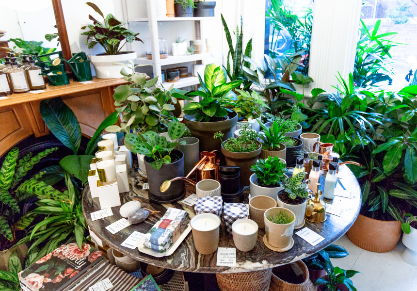 The Plant Society’s First Permanent Sydney Store Is a Lush Terrace of Delight