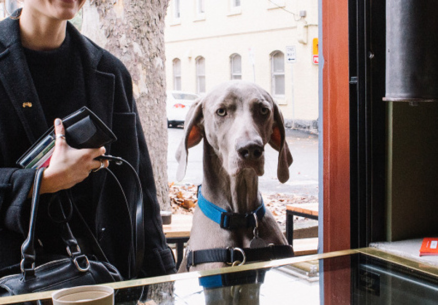 Coming Soon Melbourne’s First Dog Cafe