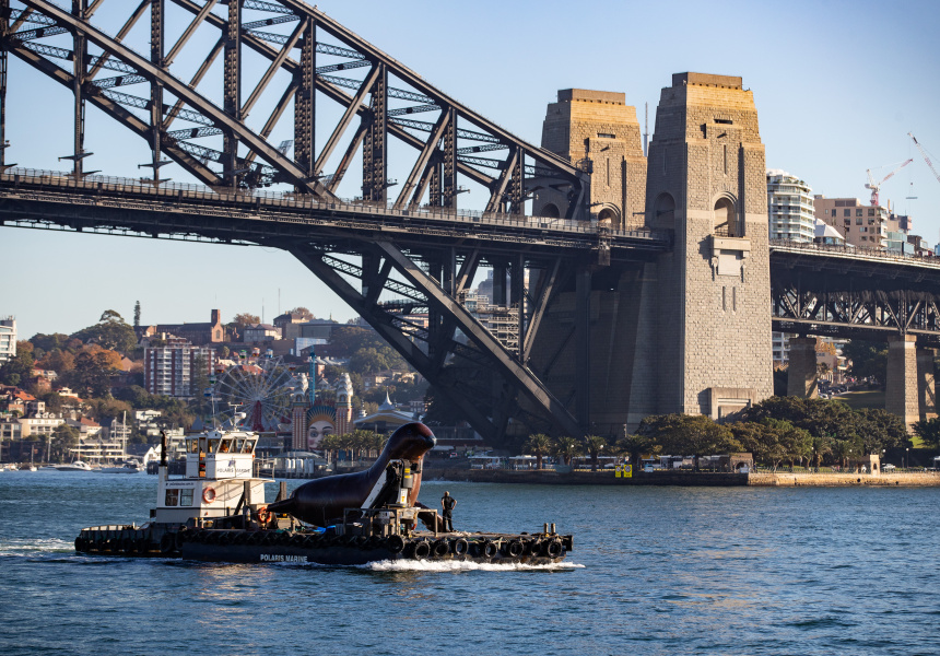 An Eight-Metre Inflatable Seal Floats Into Sydney Harbour Today