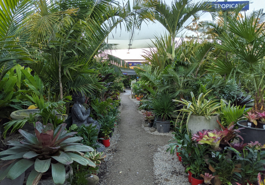 Best Nurseries and Plant Shops in Brisbane