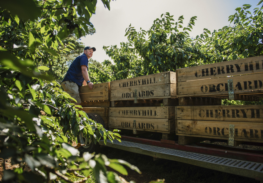 Cherry Picking Festival 2021 at Cherryhill Orchards