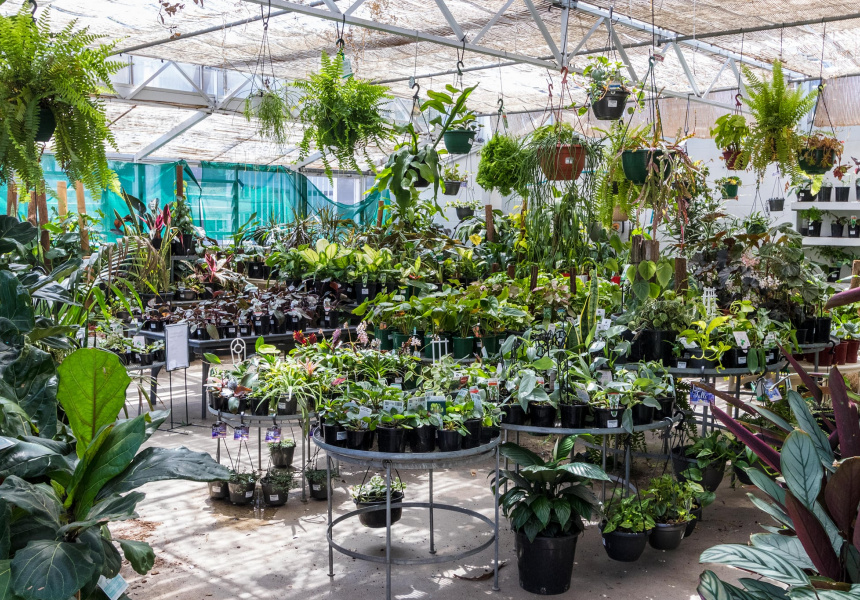 Best Nurseries and Plant Shops in Sydney