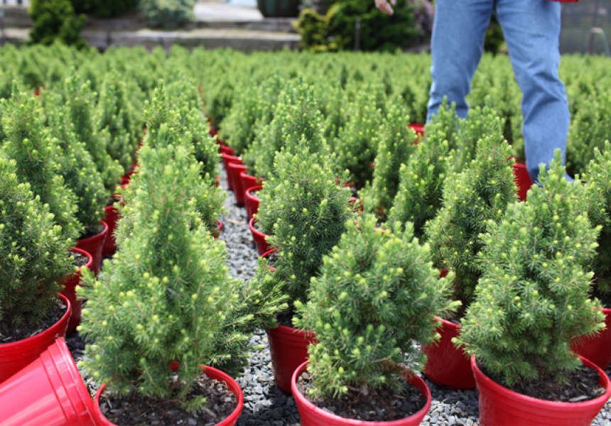 Where Christmas Trees Come From