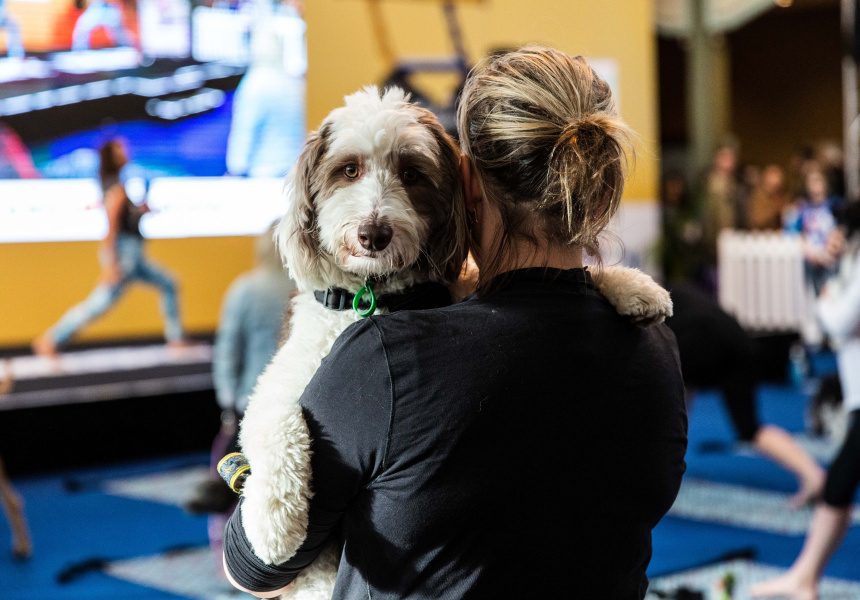 Dog Lovers Show 2019
