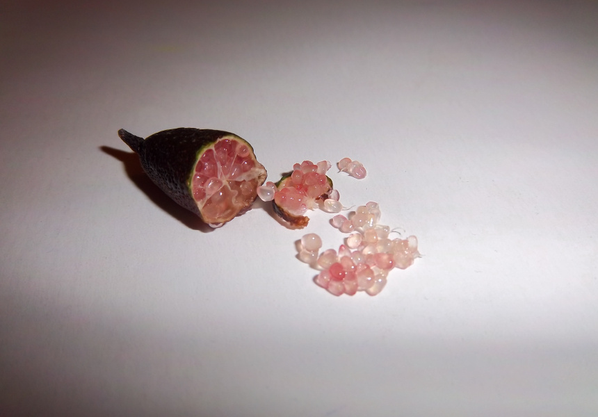 Finger lime
