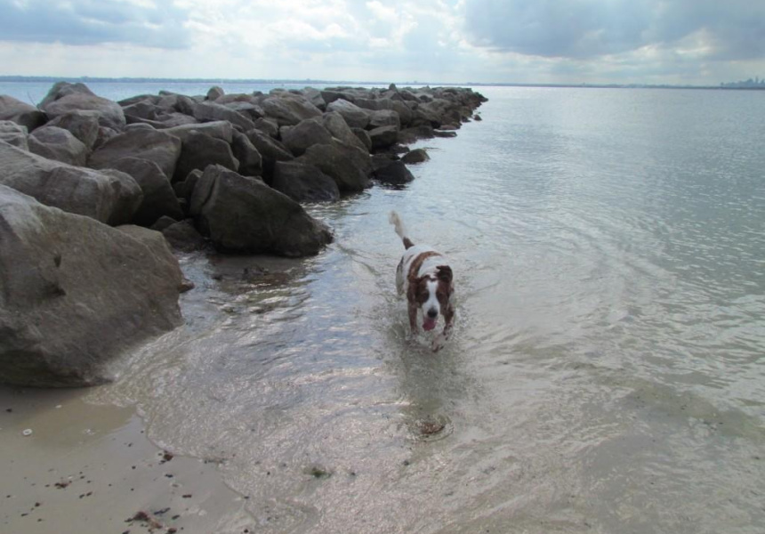Pet Dog Taken by Shark at Kurnell Beach
