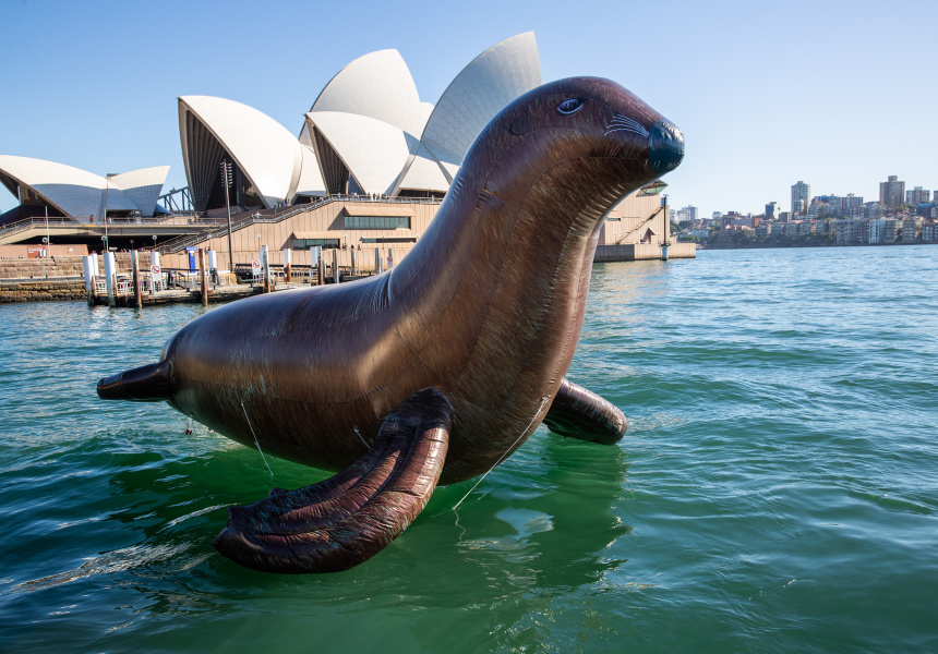 An Eight-Metre Inflatable Seal Floats Into Sydney Harbour Today