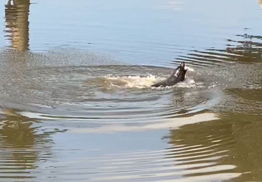 A Seal Has Been Spotted Frolicking in the Maribyrnong River