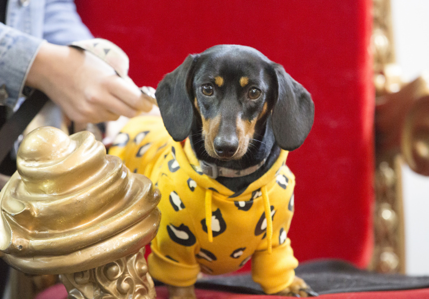 Brisbane Dog Lovers Show
