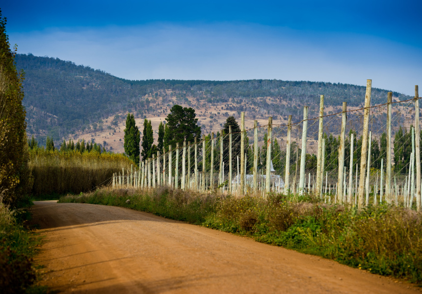 Bushy Park Hop Farm, Tasmania
