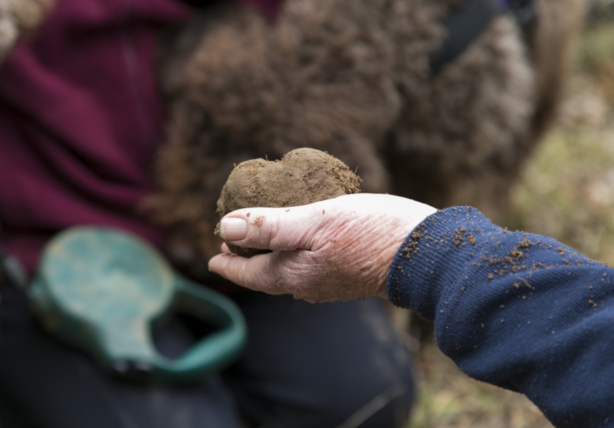 Unearthing Canberra’s Truffle Festival