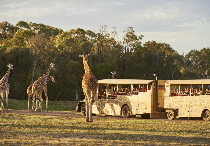 Sunset Safari