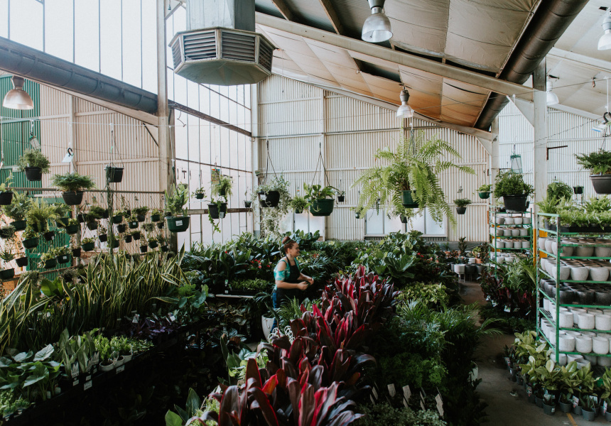 A Gigantic IndoorPlant Sale Is on This Weekend