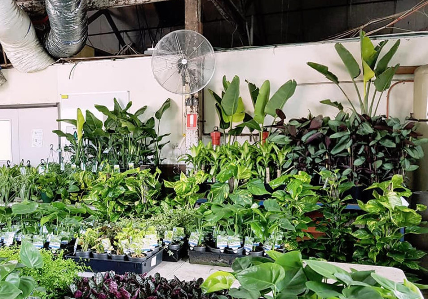 Greener House Nursery Indoorplant Sale