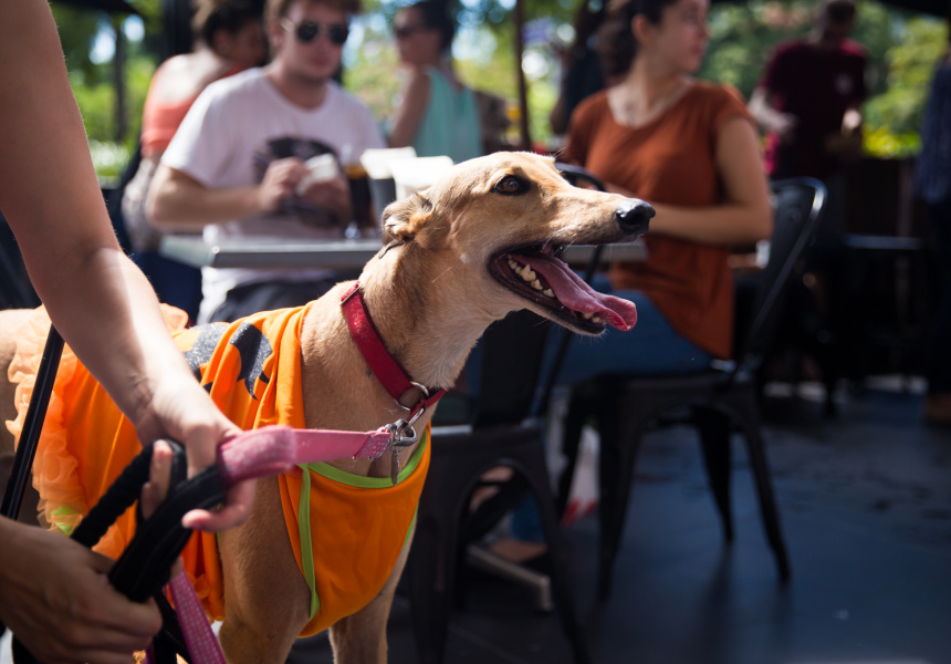 Gallery: Dogs of Broadsheet 2017 Edition