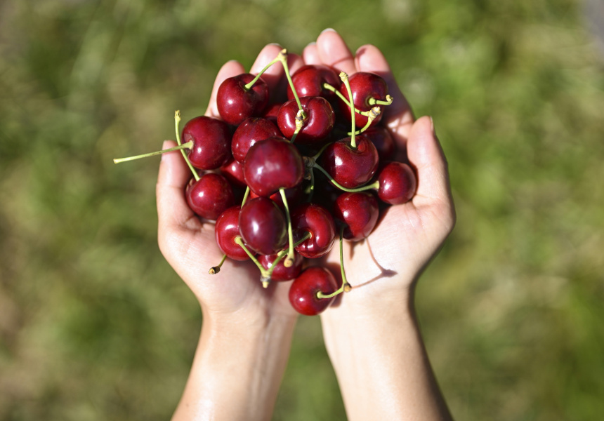 Cherry Picking Festival 2021 at Cherryhill Orchards