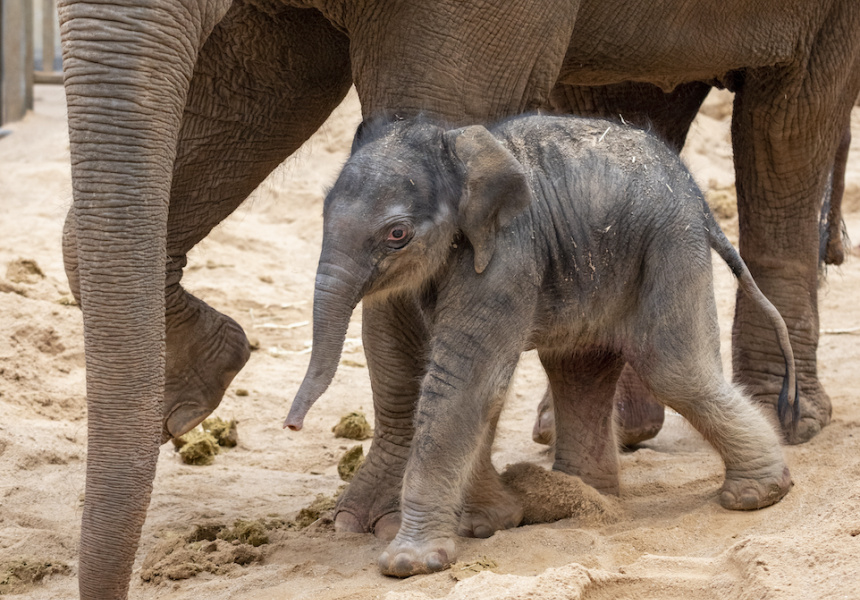 There’s a (Baby) Elephant in the Room: A Cute Calf Was Born at