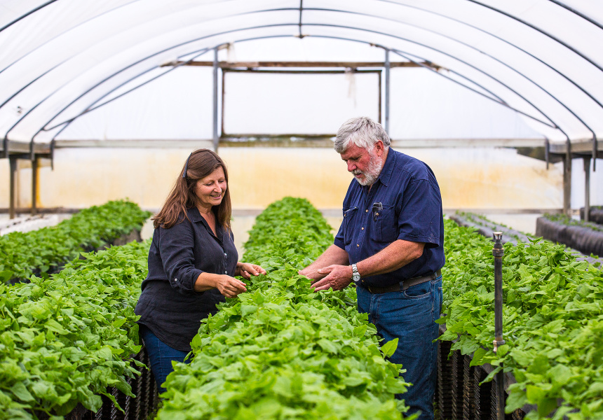 Australian Native Foods: To Forage or Not To Forage?