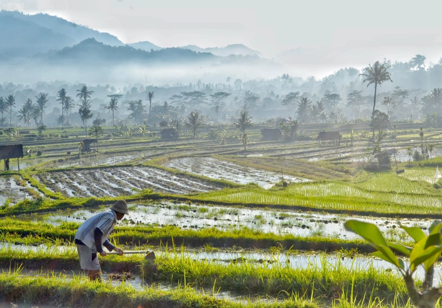 Rice fields below Mount Agung