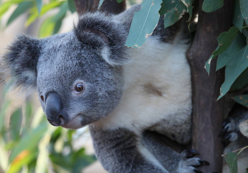 Коала и змея. Кенгуру, коалу и вомбат. Австралия кенгуру и коала. Утконос коала Австралия. Кенгуру коала и Динго в Австралии.