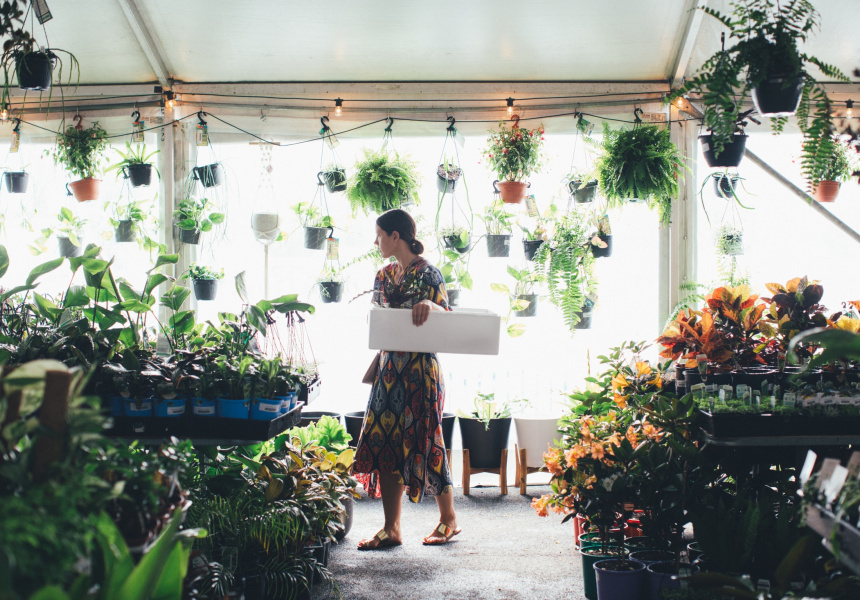 Huge IndoorPlant Warehouse Sale Springtime Splendour