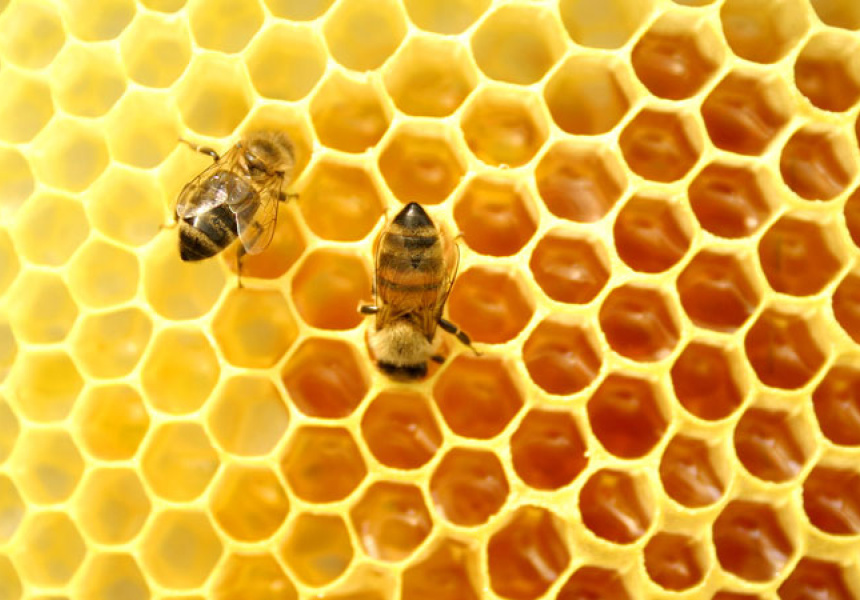 Honeycomb

