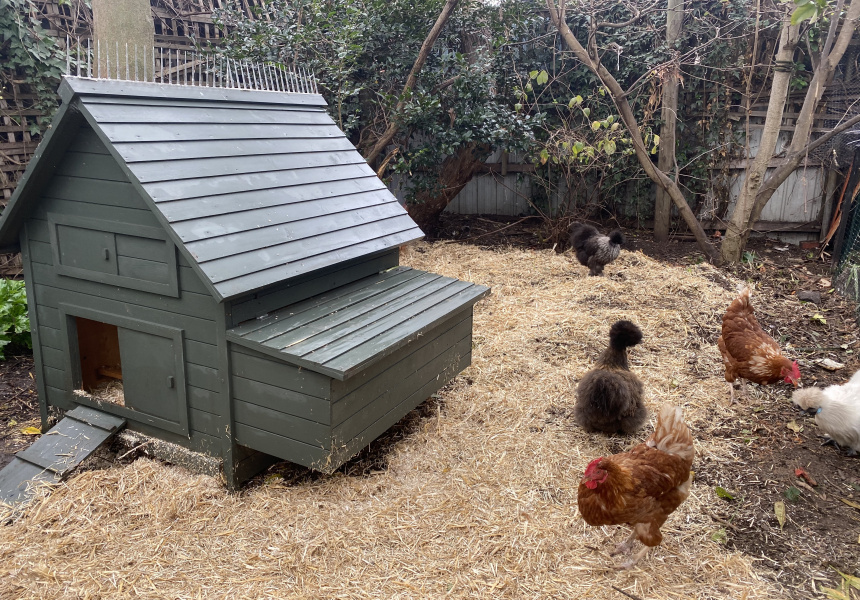 Cómo criar pollos en tu patio trasero