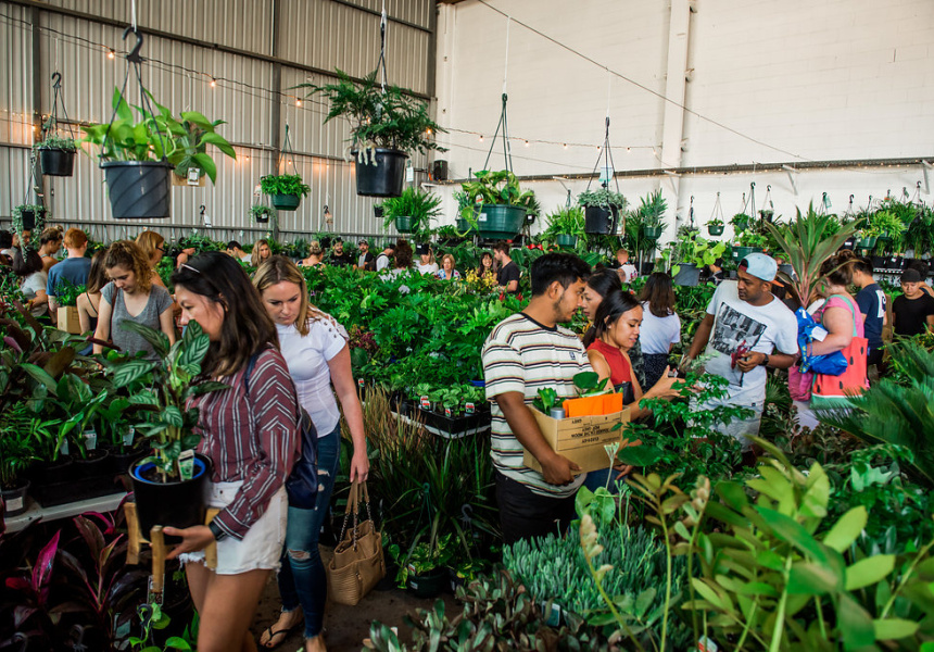 Jungle Party Plant Sale