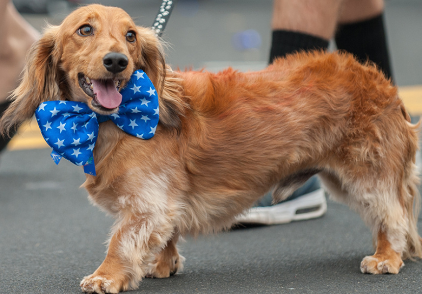 The NewBARKet Dog Festival