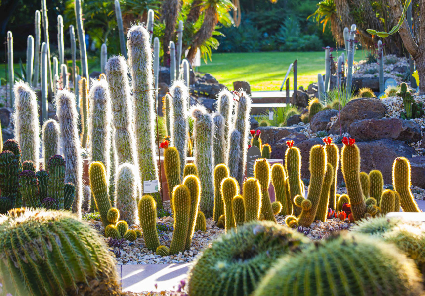 Wander Through More Than 3000 Cacti and Succulents at This New “Arid