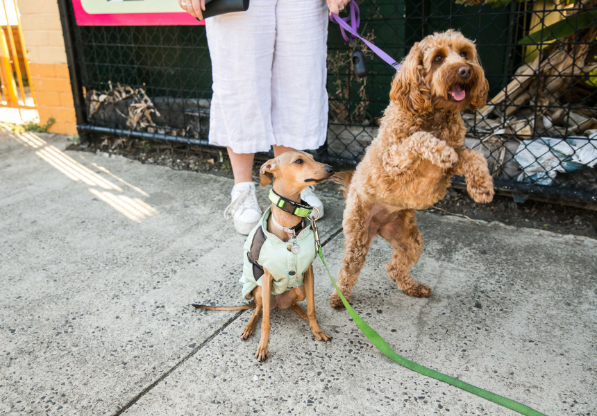 Dating with Dogs