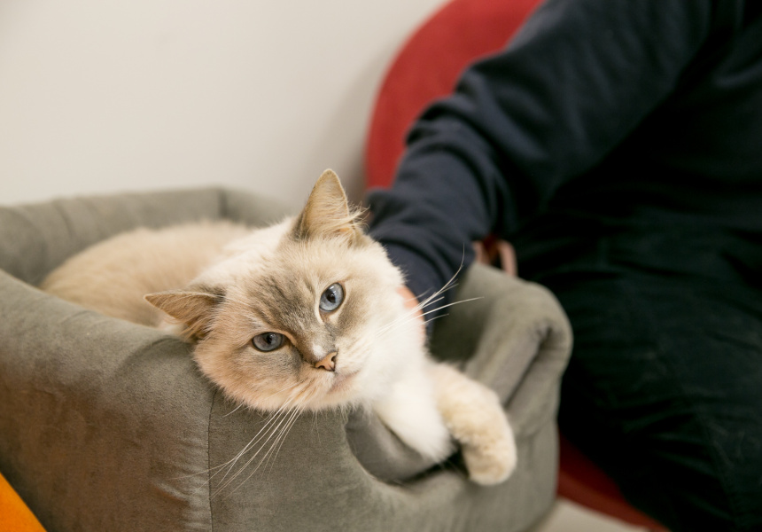 Sydney’s First (Open) Cat-Cafe