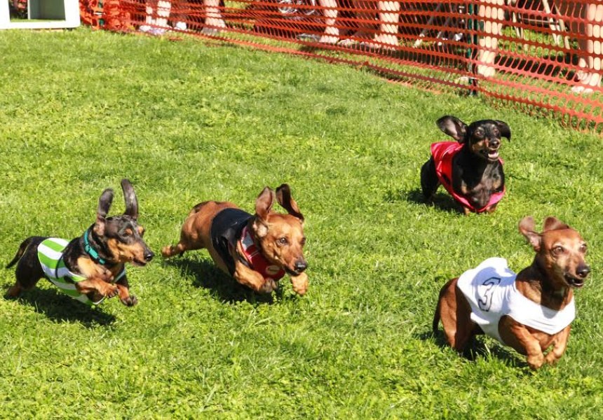 A Short History of Dachshund Races (And What’s Happening at Hoptoberfest)