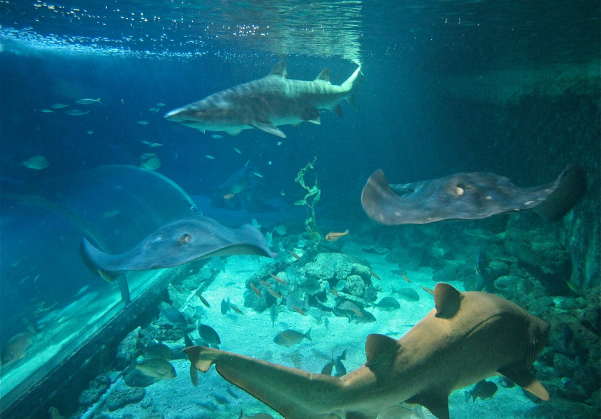 After 54 Years, Manly Sea Life Aquarium to Close in Two Weeks