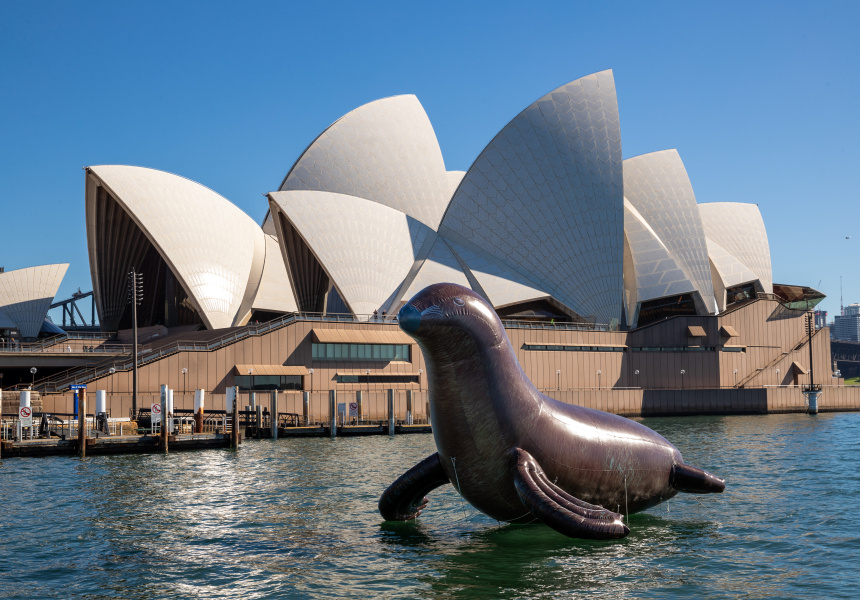 An Eight-Metre Inflatable Seal Floats Into Sydney Harbour Today