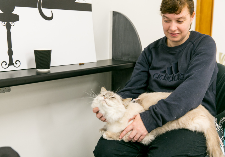 Sydney’s First (Open) Cat-Cafe
