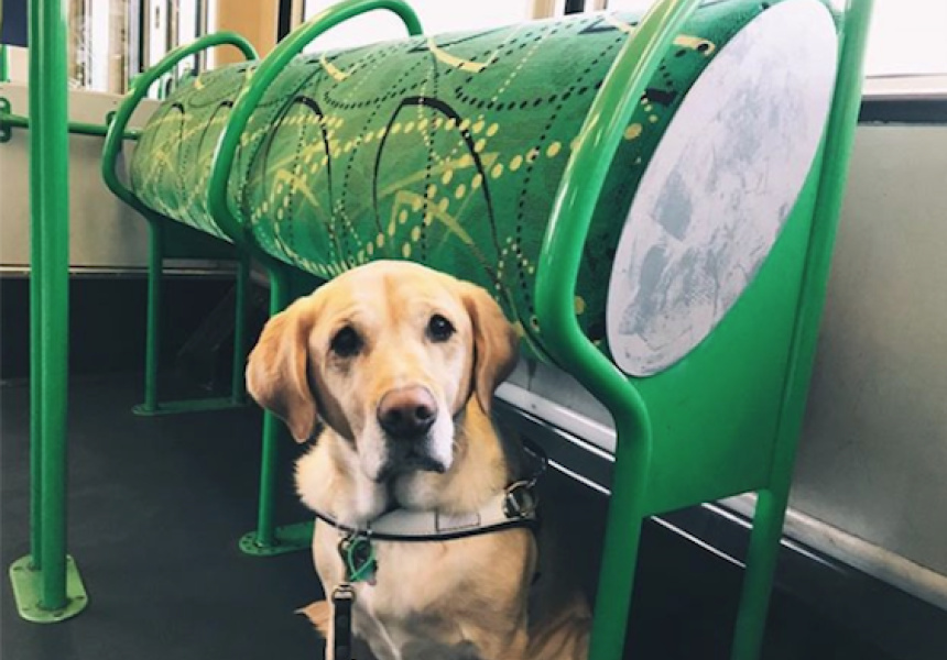 Guide Dog Victoria’s Doggos on the Tram