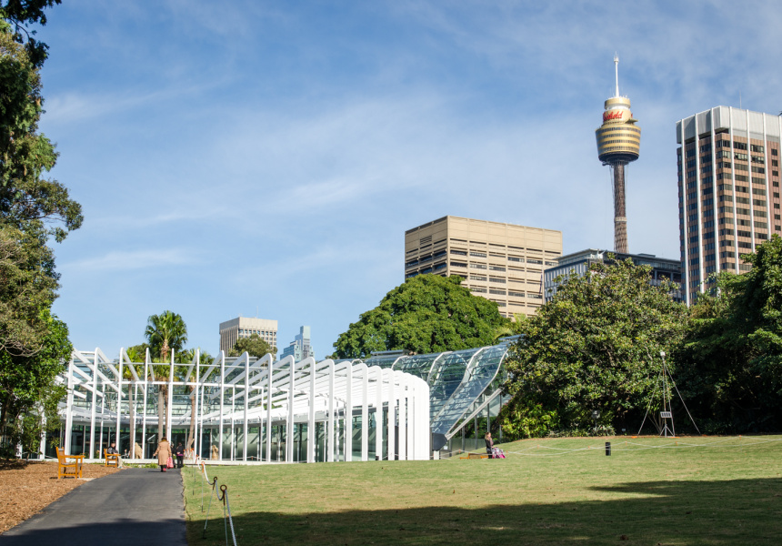 The Calyx Unfurls in Sydney’s Front Garden