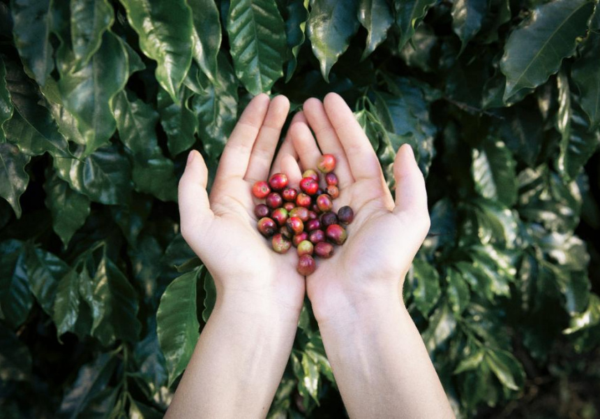 Making More Sustainable Coffee